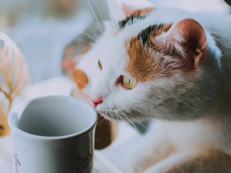 Are cats lactose intolerant?